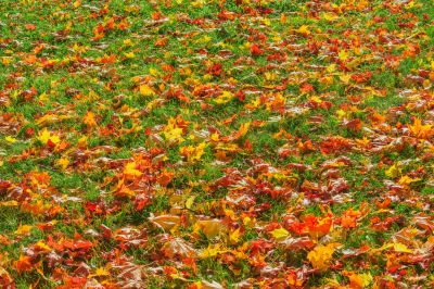 Benefits of Leaf Removal